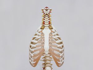 Bone model